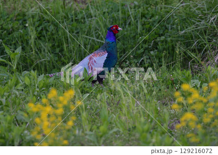 春から初夏に草原や高原で見られる緑色の美しい羽を持つ日本固有種の鳥キジ 春から初夏に草原や高原で見られる緑色の美しい羽を持つ日本固有種の鳥キジ 129216072