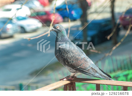 Grey pigeon standing on balcony wrought iron railing, side view 129216078