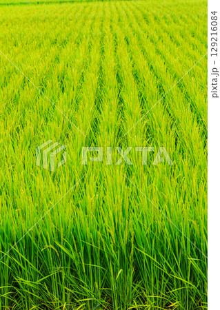 8月の稲 129216084