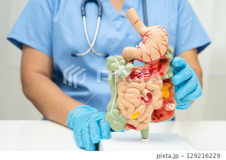 Digestive system with stomach and intestine, Asian doctor holding human anatomy model for study diagnosis and treatment in hospital. Digestive system with stomach and intestine, Asian doctor holding human anatomy model for study diagnosis and treatment in hospital. 129216229