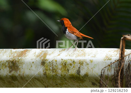 沖縄のやんばるにしかいないオレンジ色の美しい小鳥、日本固有種のホントウアカヒゲ 沖縄のやんばるにしかいないオレンジ色の美しい小鳥、日本固有種のホントウアカヒゲ 129216250