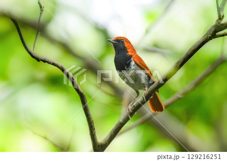 沖縄のやんばるにしかいないオレンジ色の美しい小鳥、日本固有種のホントウアカヒゲ 沖縄のやんばるにしかいないオレンジ色の美しい小鳥、日本固有種のホントウアカヒゲ 129216251