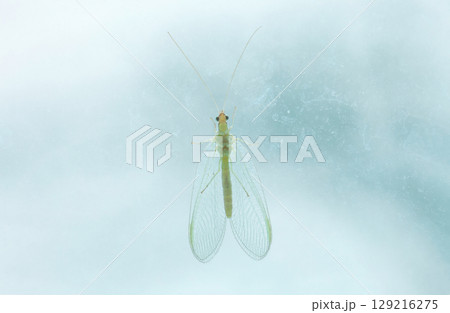 Green lacewings sitting on dirty glass. Chrysopidae insect or net-winged insects close up Green lacewings sitting on dirty glass. Chrysopidae insect or net-winged insects close up 129216275