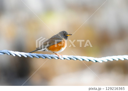 初夏の高原で美しいさえずりを聞かせる身近な野鳥、アカハラ 129216365