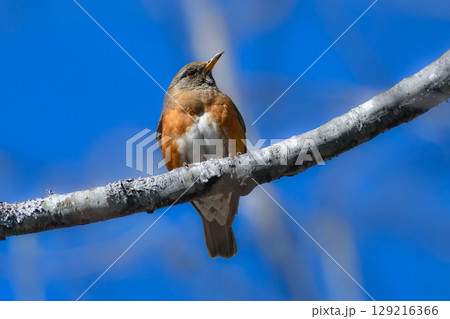 初夏の高原で美しいさえずりを聞かせる身近な野鳥、アカハラ 129216366