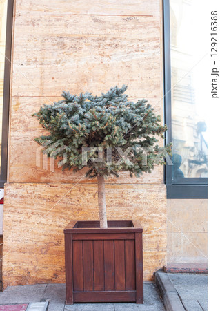 Blue spruce growing in large wooden pot on city street. Evergreen decorative tree grow in big woods flowerpot, holidays decor Blue spruce growing in large wooden pot on city street. Evergreen decorative tree grow in big woods flowerpot, holidays decor 129216388