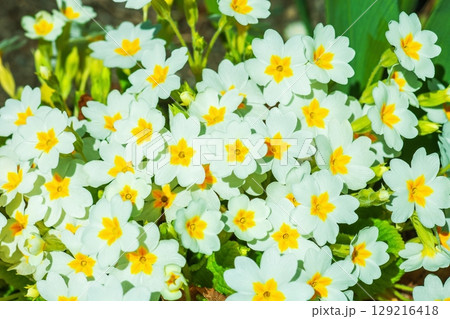 English primrose small white flowers growing in spring garden, top view 129216418