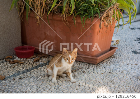 Cute ginger tabby cat kitten sitting in a picturesque ancient cobblestone alley, Rhodes, Greece 129216450