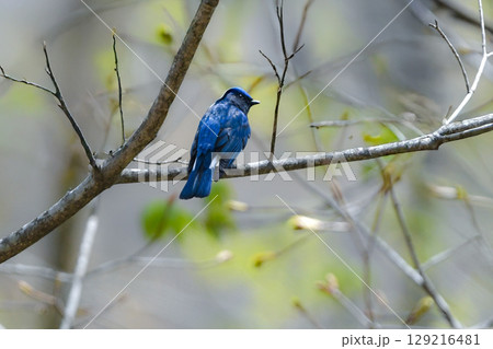初夏の渓流や高原の森で出会える渡り鳥、青い美しい小鳥オオルリ 初夏の渓流や高原の森で出会える渡り鳥、青い美しい小鳥オオルリ 129216481