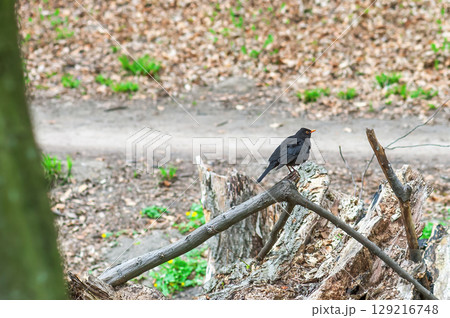 Blackbird sitting on fallen tree in spring forest. True thrush black bird perched in woodland 129216748