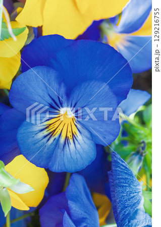 Blue pansy growing on flower bed closeup. Viola cornuta Hansa in bloom close up 129216755