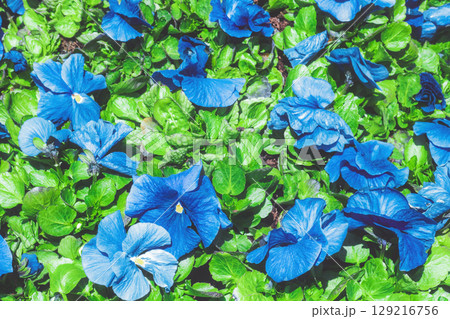 Flower bed with growing blue pansies. Bright pansy flowers grow in spring garden 129216756