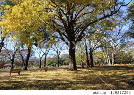 代々木公園の紅葉 129217299