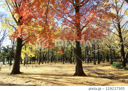 代々木公園の紅葉 129217305