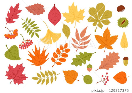 Cartoon autumn leaves. Fallen colored foliage, wilting plants, different trees organic elements, maple, orange ginkgo, yellow oak, green chestnut, season forest splendid vector isolated set Cartoon autumn leaves. Fallen colored foliage, wilting plants, different trees organic elements, maple, orange ginkgo, yellow oak, green chestnut, season forest splendid vector isolated set 129217376