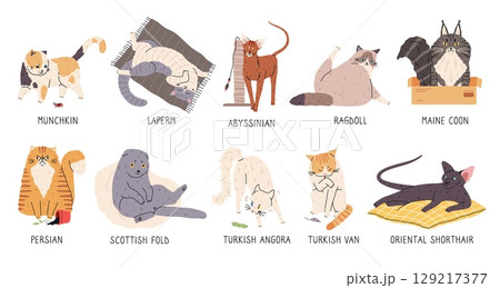 Cat breeds. Different coat colors pets, funny animals, various poses, cartoon kitten characters, cute little predators, veterinary and grooming symbols, stickers collection tidy vector set 129217377