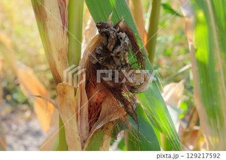 Corn is growing in rural garden. Organic gardening. Cottage garden. Agricultural plantation in sunny day. Corn is growing in rural garden. Organic gardening. Cottage garden. Agricultural plantation in sunny day. 129217592