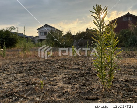 干ばつに耐える植物と乾いた大地 129217825