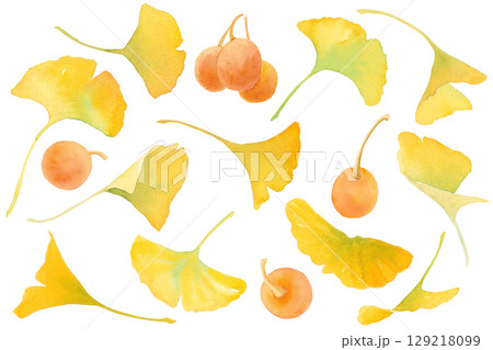 黄色に色づいた銀杏(イチョウ)の葉と実のセット。水彩イラスト。 黄色に色づいた銀杏(イチョウ)の葉と実のセット。水彩イラスト。 129218099