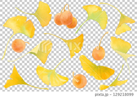 黄色に色づいた銀杏(イチョウ)の葉と実のセット。水彩イラスト。 黄色に色づいた銀杏(イチョウ)の葉と実のセット。水彩イラスト。 129218099
