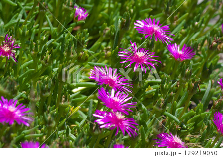 夏の日差しに照らされる耐寒マツバギク 夏の日差しに照らされる耐寒マツバギク 129219050