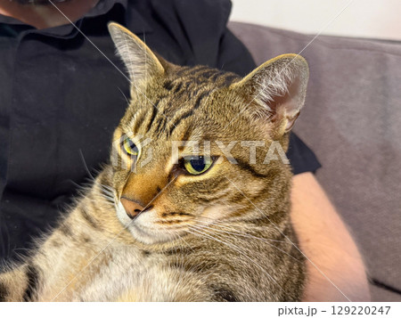 Close-up of a tabby cat resting in human arms. Calmness, trust, and the peaceful bond between animal and owner in a domestic environment Close-up of a tabby cat resting in human arms. Calmness, trust, and the peaceful bond between animal and owner in a domestic environment 129220247