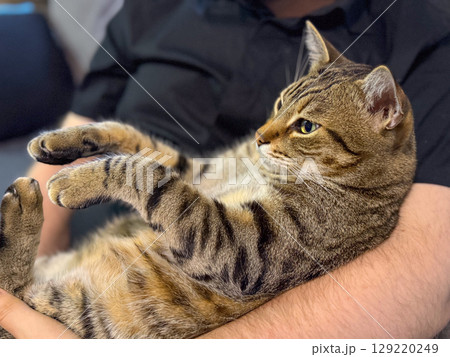 Close-up of a tabby cat resting in human arms. Calmness, trust, and the peaceful bond between animal and owner in a domestic environment Close-up of a tabby cat resting in human arms. Calmness, trust, and the peaceful bond between animal and owner in a domestic environment 129220249