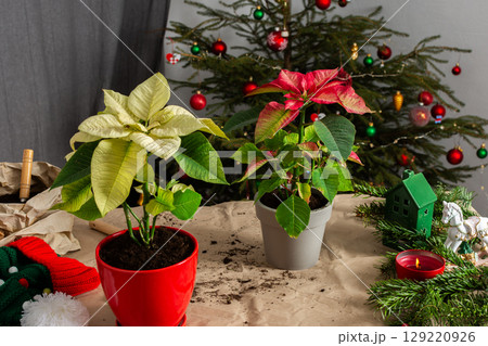 A joyful Merry Christmas scene with Poinsettia flowers being repotted, placed beside a decorated Christmas tree, bringing festive cheer and seasonal beauty to the holiday season A joyful Merry Christmas scene with Poinsettia flowers being repotted, placed beside a decorated Christmas tree, bringing festive cheer and seasonal beauty to the holiday season 129220926
