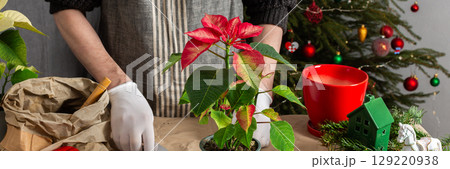 A man transplanting Poinsettia flowers into a new pot near a beautifully decorated Christmas tree, creating a warm, festive atmosphere at home for the holiday season, banner A man transplanting Poinsettia flowers into a new pot near a beautifully decorated Christmas tree, creating a warm, festive atmosphere at home for the holiday season, banner 129220938