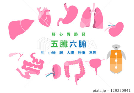 内臓と三焦（五臓六腑）のイラストセット 129220941