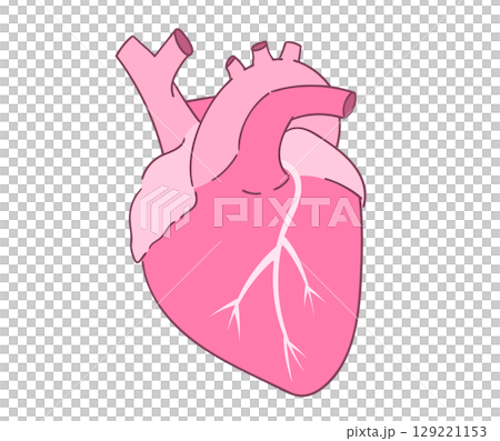 心臓のイラスト 心臓のイラスト 129221153