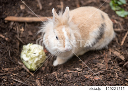 Cute rabbit is eating cabbage against a background of nature. Cute rabbit is eating cabbage against a background of nature. 129221215