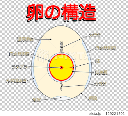Egg structure 1_with text Egg structure 1_with text 129221801