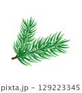 Green Pine Tree Branch Isolated on White Background, vector illustration. 129223345