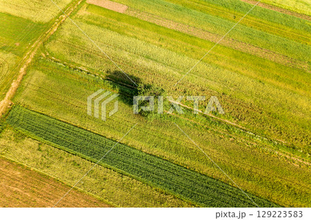 Aerial view of a single tree growing lonely on green agricultural fields in spring with fresh vegetation after seeding season on a warm sunny day. Aerial view of a single tree growing lonely on green agricultural fields in spring with fresh vegetation after seeding season on a warm sunny day. 129223583