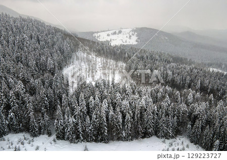 Aerial foggy landscape with evergreen pine trees covered with fresh fallen snow after heavy snowfall in winter mountain forest on cold quiet evening. Aerial foggy landscape with evergreen pine trees covered with fresh fallen snow after heavy snowfall in winter mountain forest on cold quiet evening. 129223727