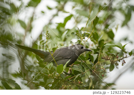 A Gray Catbird bird perched on a tree branch in summer Florida shrubs 129223746