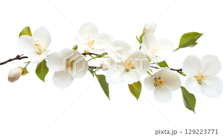 Beautiful branch of blooming apple tree showing white flowers and green leaves on white background 129223771