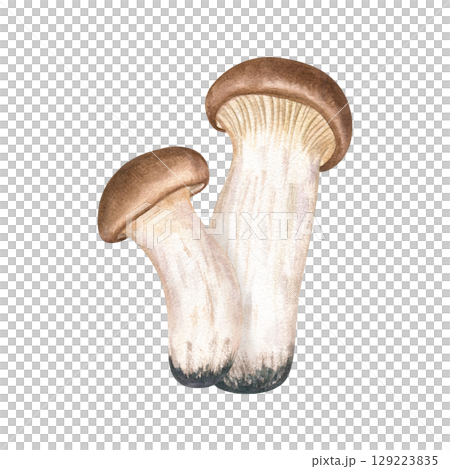 Two eryngii mushrooms watercolor illustration isolated on white background. Hand painted East Asian edible fungi for culinary blogs, vegan recipes, organic food packaging, healthy lifestyle design Two eryngii mushrooms watercolor illustration isolated on white background. Hand painted East Asian edible fungi for culinary blogs, vegan recipes, organic food packaging, healthy lifestyle design 129223835
