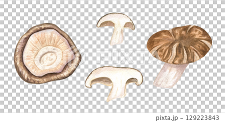Fresh shiitake mushrooms watercolor illustration set on isolated background. Hand painted Asian whole, caps and sliced mushroom ingredients for cuisine content, vegan recipe, organic food packaging. Fresh shiitake mushrooms watercolor illustration set on isolated background. Hand painted Asian whole, caps and sliced mushroom ingredients for cuisine content, vegan recipe, organic food packaging. 129223843