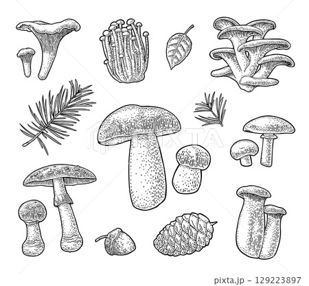 Set mushroom. Vector vintage black engraved illustration. 129223897