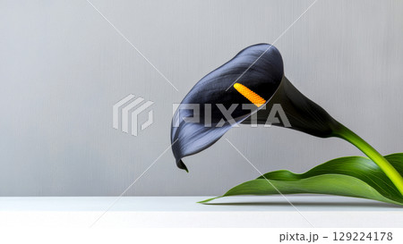Elegant black calla lily with a bright yellow spadix and green leaves, creating a striking contrast against a simple gray backdrop 129224178