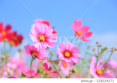 コスモス 12 青空に映えるコスモス コスモス 12 青空に映えるコスモス 129224271