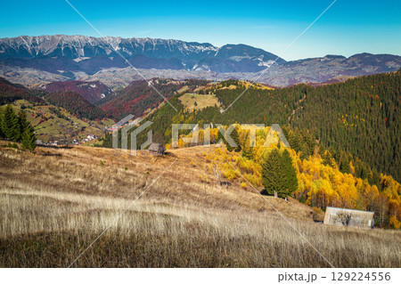 Stunning autumn scenery with colorful birch trees on the slope 129224556