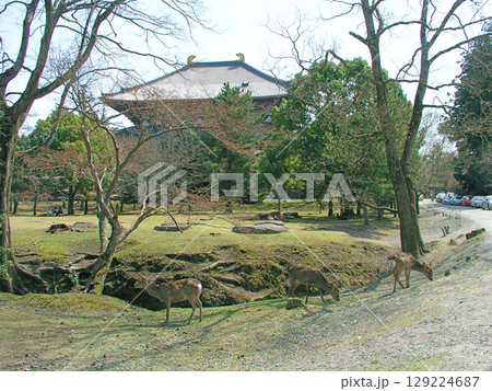 奈良　奈良公園　大仏殿と鹿 129224687