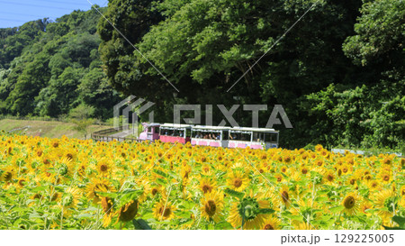緑肥のため満開のヒマワリのくりはま花の国 129225005