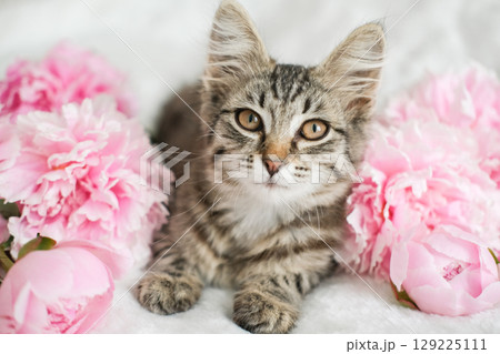 Cute tabby kitten with big eyes sits surrounded by bright pink peonies, evoking tenderness and beauty 129225111