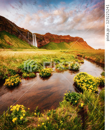 Lovely view of blooming green field. Location place Seljalandfoss waterfall, Iceland. 129225241