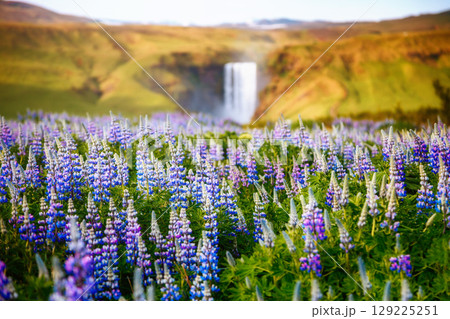 Lovely lupine glowing by sunlight. Location place Skogafoss waterfall, Skoga river, Iceland. 129225251
