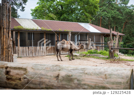 Bactrian camel, Camelus bactrianus with two humps in a zoo Bactrian camel, Camelus bactrianus with two humps in a zoo 129225428